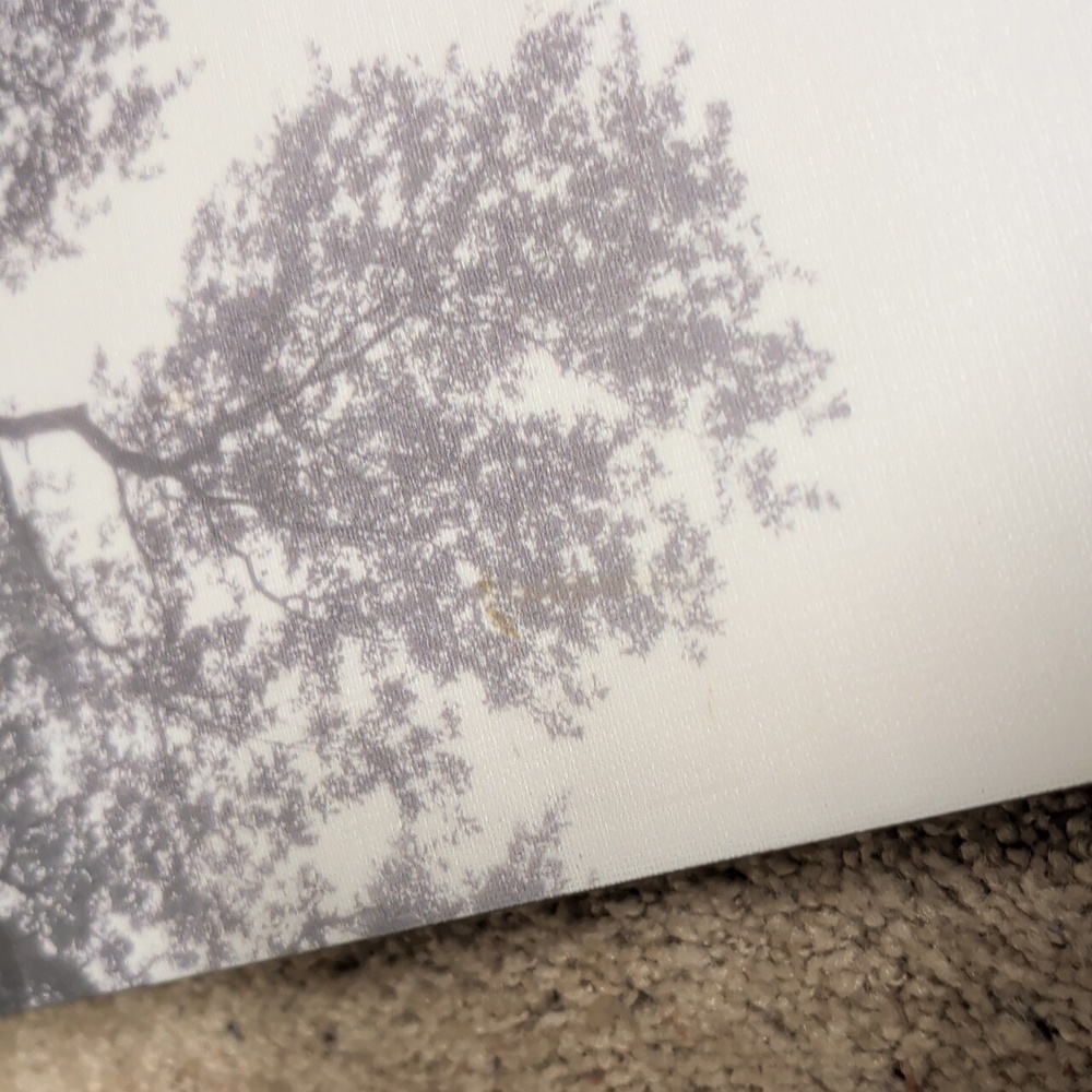 Tree of Life Black & White Photo 23.5 By 23.5 Stretched Canvas Art - Picture 5 of 10